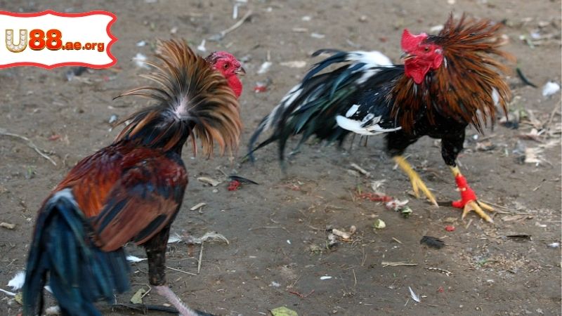 Trực Tiếp Đá Gà Thomo Hôm Nay Có Bình Luận Đi Kèm